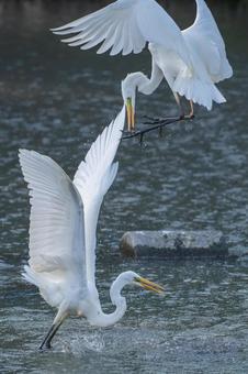 水辺を飛ぶダイサギ 水辺を飛ぶダイサギの写真