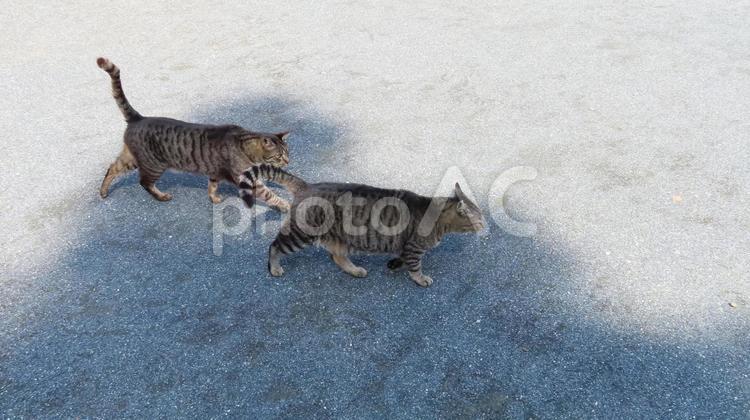 パトロールは警察官のように二人一組な猫達 猫,キジトラ,尻尾の写真素材