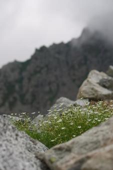 立山山頂⑤の写真
