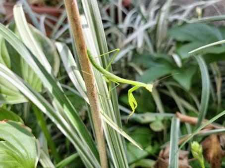 カマキリの子供 カマキリの子供 カマキリ,昆虫,植物の写真素材