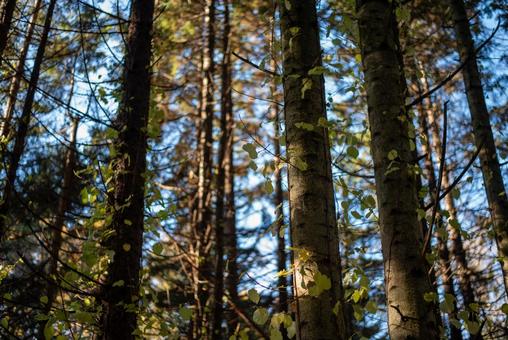 秋の森の中 木,森林,秋の写真素材