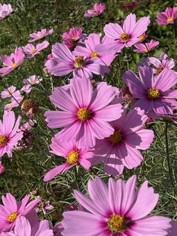 コスモス コスモス,コスモス畑,お花畑の写真素材