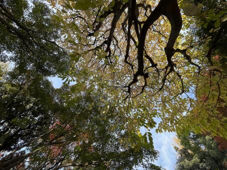 紅葉山公園11月：紅葉と木漏れ日 紅葉,樹木,緑樹の写真素材