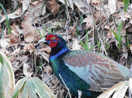 Photo, pheasant, bird, wild bird, 