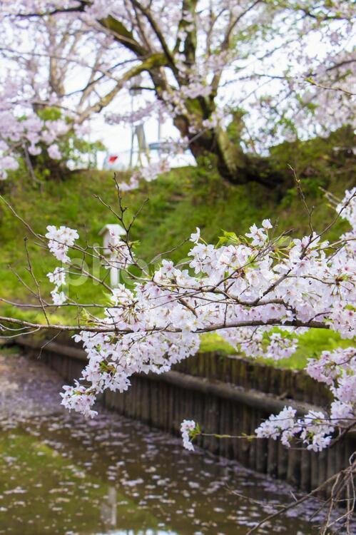 桜と池3 さくら,池,木の写真素材