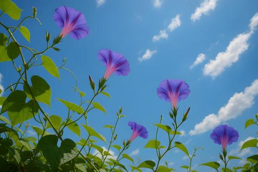 空へ伸びる紫朝顔 空へ伸びる紫朝顔の写真