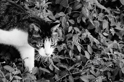 ねこ ねこの写真