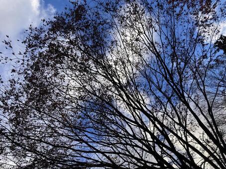 秋の樹木を仰ぎ見る 木,青空,冬枯れの木の写真素材