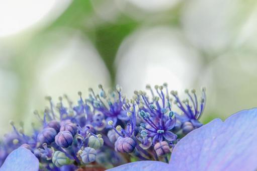 初夏の彩りの写真