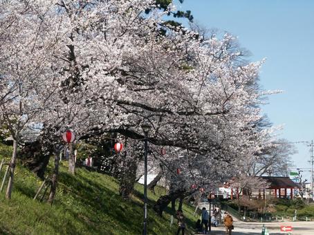 桜まつり 桜まつりの写真