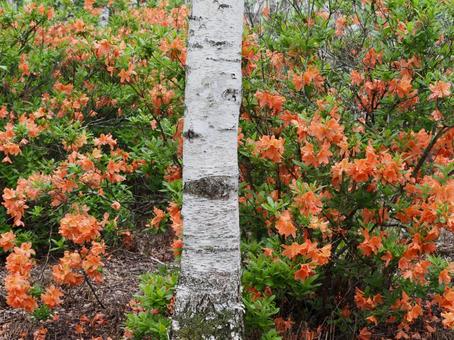 Birch and Renge Azalea, JPG Birch and Renge Azalea, JPG