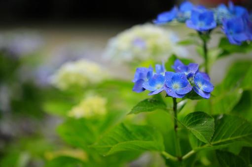 季節の花々の写真