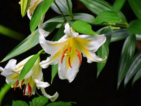 Photo, day lily (hemerocallis fulva var. distiche), polygonatum falcatum, tametomoyuri, 