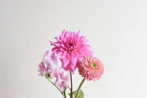 ピンク系の花束 ダリア,スイートピー,ガーベラの写真素材