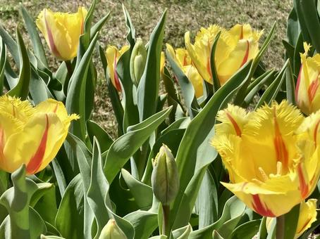 黄色のチューリップ6の写真