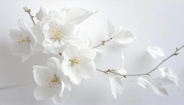 花のバックグラウンド 花のバックグラウンドの写真