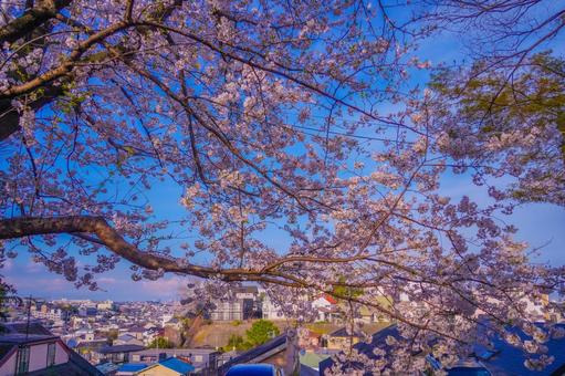 桜越しの街並み 桜越しの街並み 桜,街並み,春の写真素材