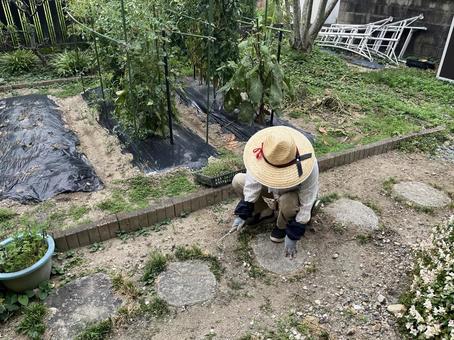 庭の草取り 庭の草取り 草取り,麦わら帽子,庭の写真素材