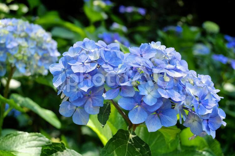 紫陽花の花 アジサイ,紫陽花,梅雨の写真素材