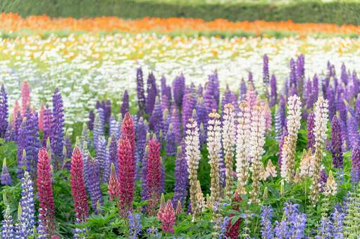 Photo, lupine, colorful, natural, 