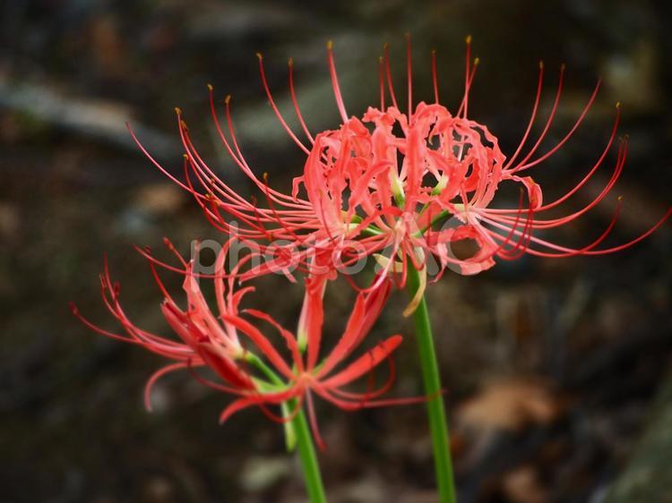 秋の花　彼岸花① ヒガンバナ,彼岸花,秋の写真素材