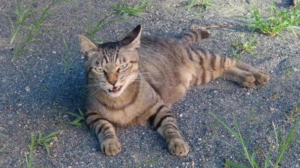 カメラ目線で夕涼みしているもふもふな猫様 カメラ目線で夕涼みしているもふもふな猫様の写真