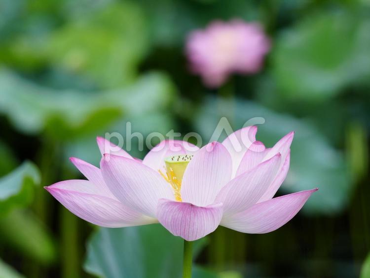 ハスの花【極楽浄土】 ハス,蓮,ハスの花の写真素材