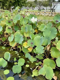 福井中央公園の蓮の花 福井中央公園の蓮の花 福井中央公園,蓮,蓮の花の写真素材