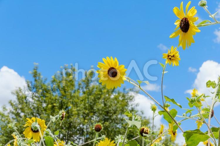 澄んだ青空に映える細長いひまわり 向日葵,花,花びらの写真素材