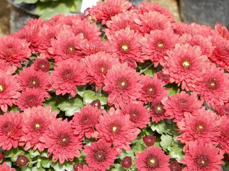 【花の写真】福山菊花展覧会の風景 キク,菊,菊花展の写真素材