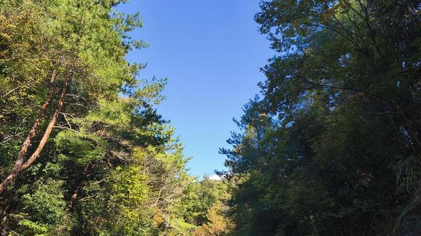 森の中 森,自然,風景の写真素材