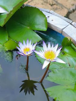 Water lilies, JPG
