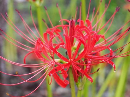 雨上がりの曼珠沙華 雨上がりの曼珠沙華 ヒガンバナ,曼珠沙華,クローズアップの写真素材