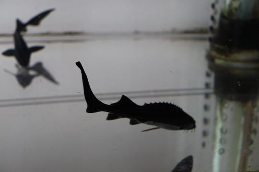 チョウザメ チョウザメの写真