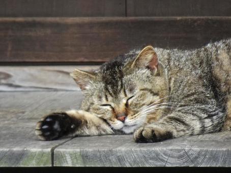 昼寝する猫② 昼寝する猫② 野良猫,寝顔,動物の写真素材