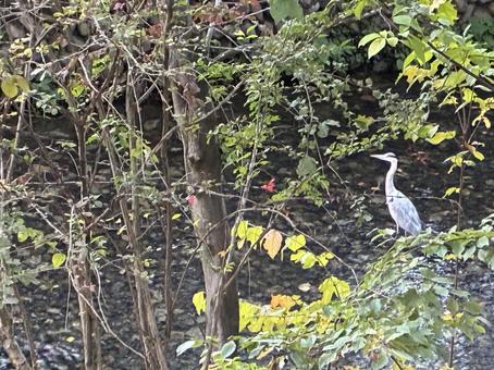 玉川上水のアオサギ アオサギ,玉川上水,川の写真素材