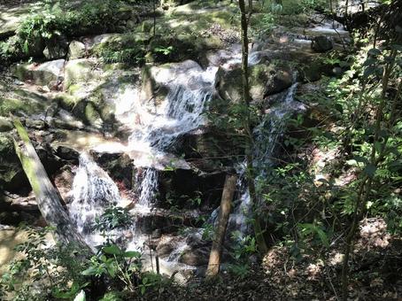 森の小川 森の小川の写真