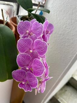 こちょうらん 胡蝶蘭,コチョウラン,色の写真素材