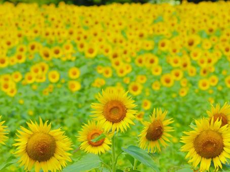 Sunflower, JPG Sunflower, JPG