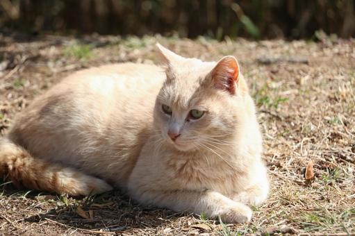 茶トラのノラ猫 茶トラのノラ猫の写真