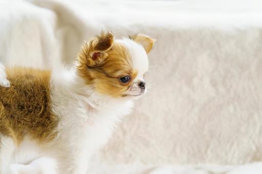 白い毛布の上の生後2ケ月のチワワの子犬 白い毛布の上の生後2ケ月のチワワの子犬 子犬,チワワ,犬の写真素材