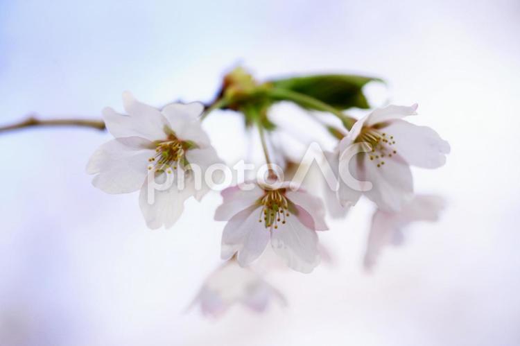 透明感が美しい五稜郭公園の桜 さくら,春,サクラの写真素材