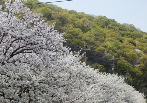 【桜の写真】桜が咲く風景 【桜の写真】桜が咲く風景の写真