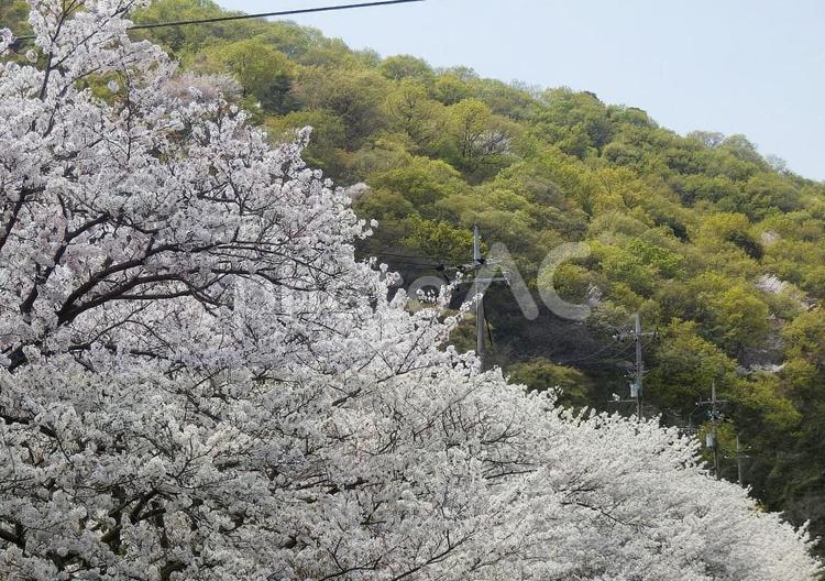 【桜の写真】桜が咲く風景 桜,さくら,サクラの写真素材