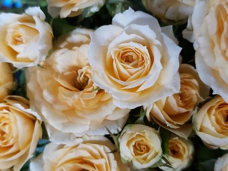 バラ オレンジ バラ オレンジ バラ,ばら,薔薇の写真素材