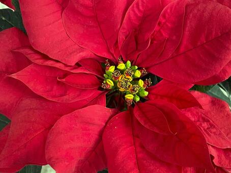 ポインセチア（上から）７ ポインセチア,クリスマスフラワー,ショウジョウボクの写真素材