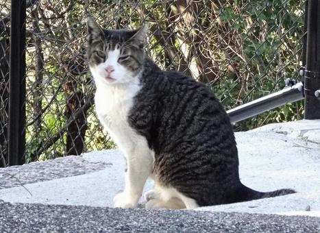 のらねこ のらねこの写真