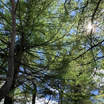 Photo, woods, wood, sky, 