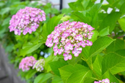 A garden in early summer with vibrant pink hydrangeas in bloom, JPG