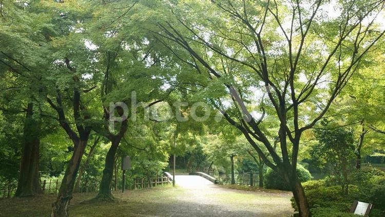 森林 森林,緑,森の写真素材